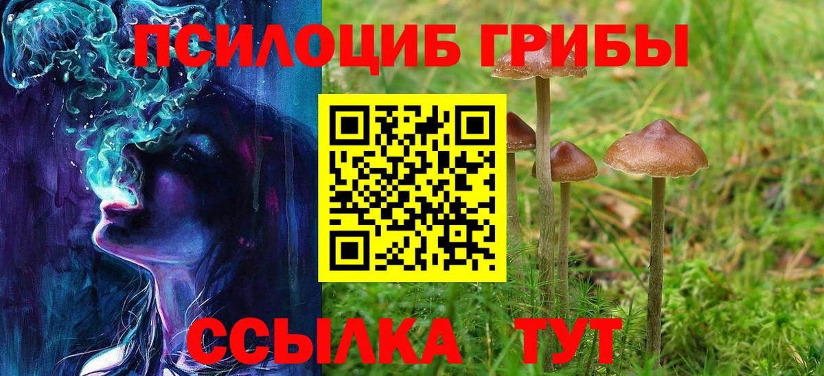 Псилоцибиновые грибы Psilocybe Тимашёвск